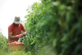 Former Sustainable Student Farm manager Zack Grant harvests the fruits of student labor.