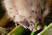Muskrats in central Illinois are being exposed to toxoplasmosis, a disease spread by cats.