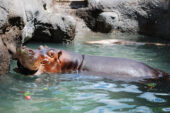 After experiencing power outages during a 2007 ice storm in Springfield, Missouri, Dickerson Park Zoo officials improved their backup power and heating systems to keep animals - like Henry, pictured here -- safe and warm.