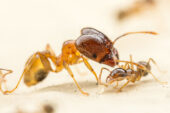 Big-headed ants get their name from the soldier ants, left, which are larger than other workers and have disproportionately sized heads. The ants pictured here are from Australia.
