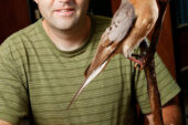 Kevin Johnson, an ornithologist with the Illinois Natural History Survey at the University of Illinois, led a genetic study that placed the extinct passenger pigeon in the family tree of pigeons and doves.