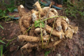 Wild yam is among the many plants and plant extracts sold as "natural" treatments for the relief of menopausal symptoms.