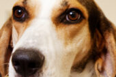 After promising trials in mice, the researchers tested their compound, called S-PAC-1, on dogs. The drug arrested tumor growth in three of six dogs with lymphoma, and induced partial remission of tumors in a fourth, with minimal side effects. This dog, a Walker Tree Hound named Hoover, is a healthy research dog used to help determine the best dosing strategy for S-PAC-1. (Veterinary clinical medicine professor Tim Fan adopted Hoover at the completion of the study.)