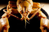 It is unusual for aquatic biologists to miss a big species like Barbicambarus simmonsi. The population of this crayfish appears to be very sparse, however. Individuals were usually found under the biggest rocks in the deepest parts of a stream.