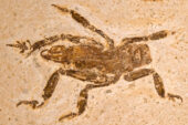 A fossil found in northeastern Brazil confirmed that the splay-footed cricket of today has at least a 100 million-year-old pedigree.