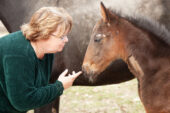 "Because our patients can't talk to us, we have to figure out what's wrong with them based on physical examination and testing and histories given by their owners," said Pamela Wilkins, a professor of equine internal medicine and emergency/critical care at the University of Illinois and author of a new paper on equine neonatal intensive care.