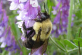 Bombus impatiens was one of the nine species of bees the researchers sequenced.
