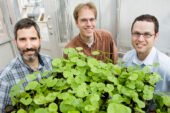 From left, Adam Davis, of the USDA, Illinois Natural History Survey postdoctoral researcher Richard Lankau and INHS plant ecologist Greg Spyreas found that the invasive garlic mustard plant produces lower levels of a defensive toxin after about three decades in a new location.
