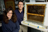 University of Illinois entomology professor and department head May Berenbaum and entomology and neuroscience professor Gene Robinson and their colleagues identified a mechanism that could explain the variety of ill effects seen in Colony Collapse Disorder.