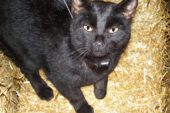 The cats were fitted with radio collars and tracked over two years. Some of the collars also had devices that continuously monitored the cats' every move. This un-owned cat was one of those tracked.