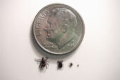 The Lyme disease tick, seen here in its larval, nymph and adult forms, is advancing across "the prairie state."