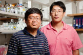 In a new study, University of Illinois medical biochemistry professor Lin-Feng Chen, left, research scientist Bo Huang and their colleagues identified a new breast cancer tumor suppressor protein, Runx3, and determined how it functioned.