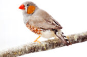 The zebra finch is a model for studies of changes in the brain in response to social cues.