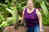 Greenhouse Manager Debbie Black stands by the university's titan arum, commonly called a corpse flower, in the Plant Biology Greenhouse. The 10-year-old plant, expected to bloom for the first time around July 14 or 15, will emit a pungent odor reminiscent of decaying meat to attract pollinating insects.