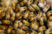 Exposure to naturally occurring defensive compounds in flowers may have allowed honey bees to better tolerate some synthetic pesticides used to kill mites in the hive.