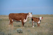 The first cow genome to be sequenced was that of a Hereford cow named L1 Dominette, shown here with her calf.