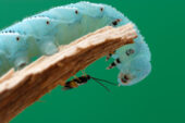 A parasitic Cotesia wasp preparing to oviposi onto a Manduca caterpillar.