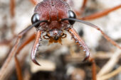 Swarms of six-legged killers thrill at the 29th annual Insect Fear Film Festival.