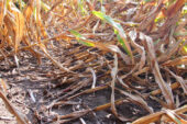 These Bt corn plants in LaSalle County, Illinois, have fallen over (lodged) as a result of rootworm damage. Like other Bt plants that are becoming susceptible to rootworm damage in Iowa, these corn plants contain the Cry3Bb1 Bt protein in a field planted year after year in corn expressing the same Bt protein.