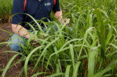 University of Illinois crop sciences professor and Energy Biosciences Institute program leader Stephen Moose and his colleagues mapped the Miscanthus sinensis genome, a first step toward a full genome sequence.