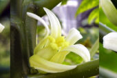 Researchers analyzed the sex chromosomes of papaya, which can produce male, female and/or hermaphrodite flowers.