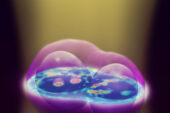 A new 3-D imaging technique for live cells uses a conventional microscope to capture image slices throughout the depth of the cell, then computationally renders them into one three-dimensional image. The technique uses no dyes or chemicals, allowing researchers to observe cells in their natural state.