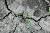 Palmer amaranth grows very fast, germinates throughout the season, produces lots of seeds, can tolerate heat extremes and is very adaptable, researchers report.