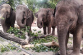 Researchers develop new tools to detect and monitor tuberculosis in Asian elephants.