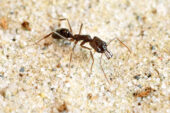 The trap-jaw can increase its survival by jumping with its spring-loaded jaws.