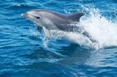 Bottlenose dolphins found on Gulf of Mexico beaches after the 2010 Deepwater Horizon oil spill had severe lung and adrenal gland abnormalities consistent with petroleum product exposure, researchers report.