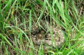 An emerging fungal disease threatens the last eastern massasauga rattlesnake population in Illinois.