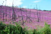 The magenta-flowered fireweed, which springs up after a burn, dominates a landscape once covered in black spruce in Alaska's Yukon Flats.