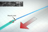 Engineers developed the first tiny, synthetic machines that can swim by themselves, powered by beating heart cells.