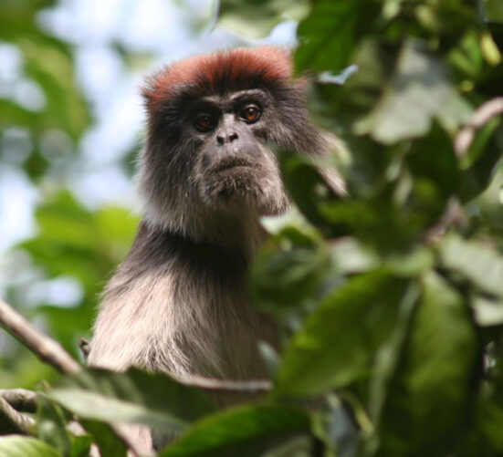 The red colobus monkey is in decline in forest fragments in western Uganda. U. of I. researchers found that forest fragmentation increases the burden of infectious parasites on animals already stressed by disturbances to their habitat.