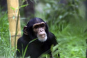 Researchers found that chimpanzees that are infected with SIV may suffer an AIDS-like syndrome and die as a result. This chimp, in Lincoln Park Zoo, was not part of the study.