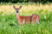 A new study found that the targeted culling of deer prevents the rampant spread of chronic wasting disease to healthy deer.