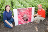 Pest patrol Kelly Estes, state survey coordinator at the Illinois Cooperative Agricultural Pest Survey, and Michael Gray, a professor of crop sciences, are urging Illinois farmers to be especially vigilant about scouting their fields for brown marmorated stink bugs.
