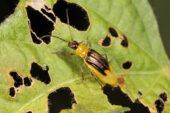 Some western corn rootworms, like this gravid (egg-carrying) female, survive on soybean leaves long enough to lay their eggs in soybean fields. When the eggs hatch, the larvae feed on corn roots if the same fields are planted in corn the following year.