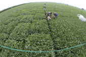 Andrew Leakey's team made use of the Soybean Free Air Concentration Enrichment (Soy FACE) facility at Illinois. This open-air research lab can expose a soybean field to a variety of atmospheric CO2 levels - without isolating the plants from other environmental influences, such as rainfall, sunlight and insects.