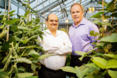 Professors Praveen Kumar, left, and Stephen P. Long have developed a computer modeling system to help plant scientists breed soybean crops that produce more and use less water.