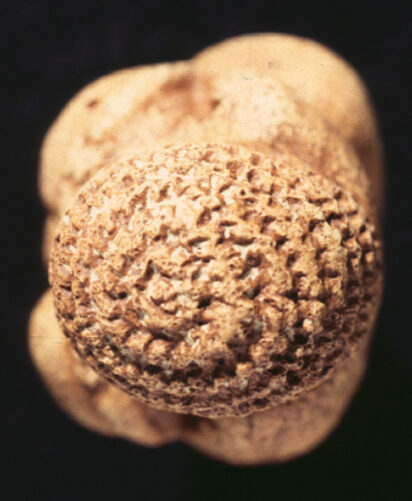 Top view of head of Venus of Willendorf, showing the exquisitely carved hat, constructed similarly to many American Indian baskets today.