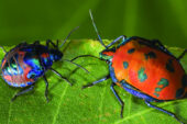 The adult cotton harlequin bug (Tectocoris diophthalmus) is orange and blue, while the juvenile is blue and orange.