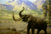"Elephant" is the second installment in performance artist Deke Weaver's "The Unreliable Bestiary" series about endangered species and habitats.