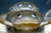 Both of these African clawed frogs are genetically male, but lifelong exposure to the herbicide atrazine transformed the frog on the bottom to female. The frog reproduced with normal males twice.
