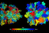 The researchers constructed an evolutionary history of the RNA (left) and protein (right, added to the ribosomal RNA) components of the ribosome. Older components are shown in red; more recent ones are blue. The two timelines "showed great congruence" and suggest that ribosomal proteins co-evolved with ribosomal RNAs.
