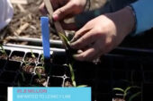 Researchers will look for the genes that drive drought tolerance in Setaria viridis, a grass that is closely related to corn and to biofuel feedstocks such as Miscanthus and switchgrass.