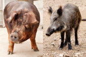 A new analysis of pigs, left, and their ancestor-like cousins, the wild boars, reveals much about their evolutionary history, sensory perceptions and similarity to humans.