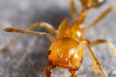 Antkey's distinctive photographs make it easy to identify an ant's most obvious features, like the mandibles of this Monomorium desctructor.