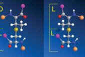 One enzyme shapes the components of a bacterial protein into rings with right-handed (D) and left-handed (L) stereochemistries.