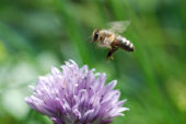 A regulatory gene that aids learning and the detection of novelty in vertebrates increases in activity in the honey bee brain whenever it explores an unfamiliar environment.